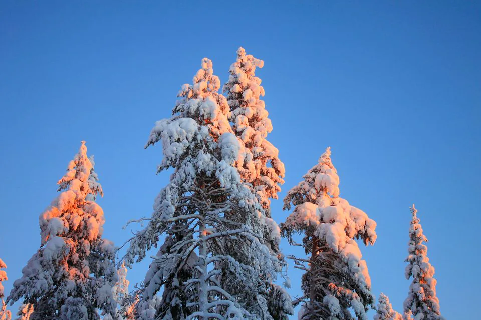 Auringon valaisemat lumiset latvat sinistä taivasta vasten Suomen Lapissa.